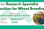 Research Specialist Position for Wheat Breeding 2025